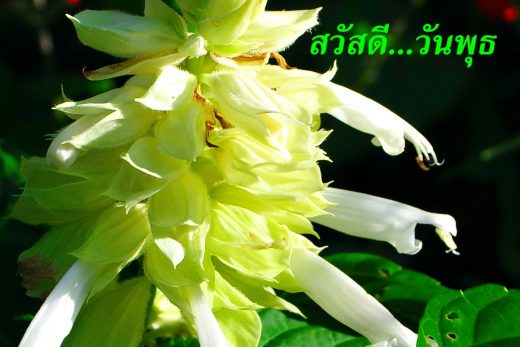 สวัสดีวันพุธ