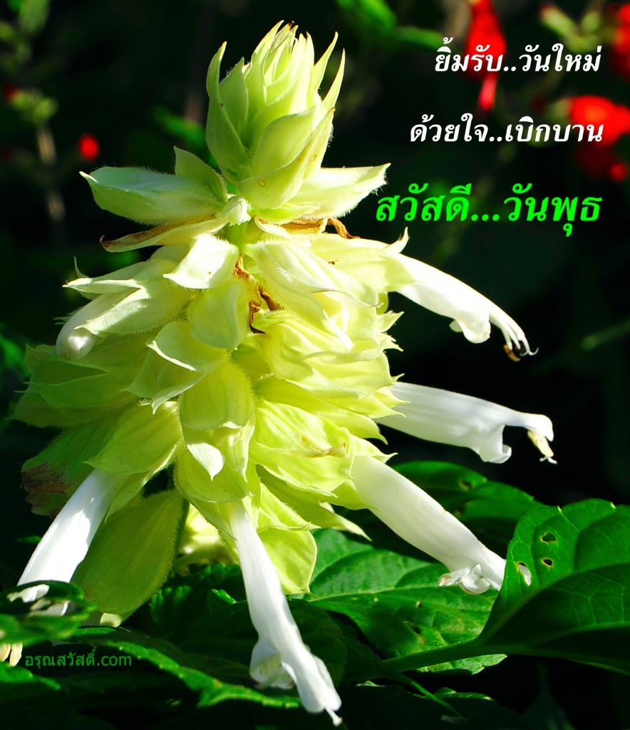 สวัสดีวันพุธ