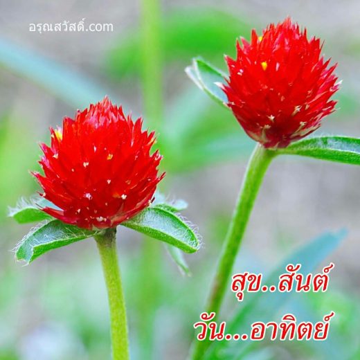 สวัสดีวันทิตย์