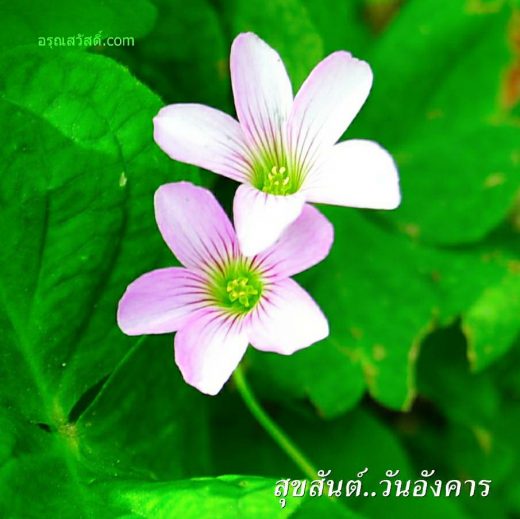 สวัสดีวันอังคาร