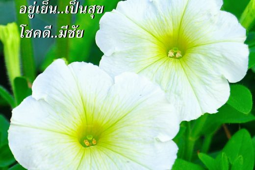 สวัสดีวันพุธ