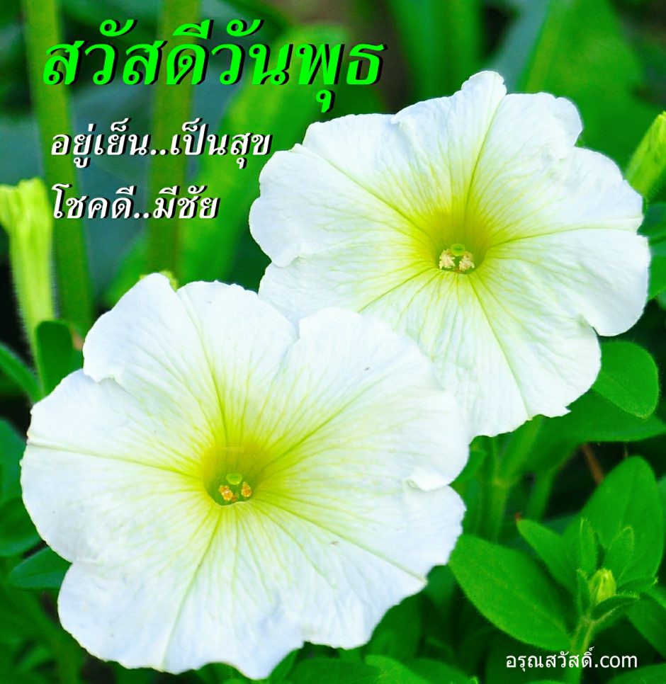 สวัสดีวันพุธ