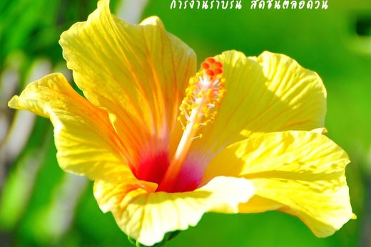สวัสดีวันจันทร์