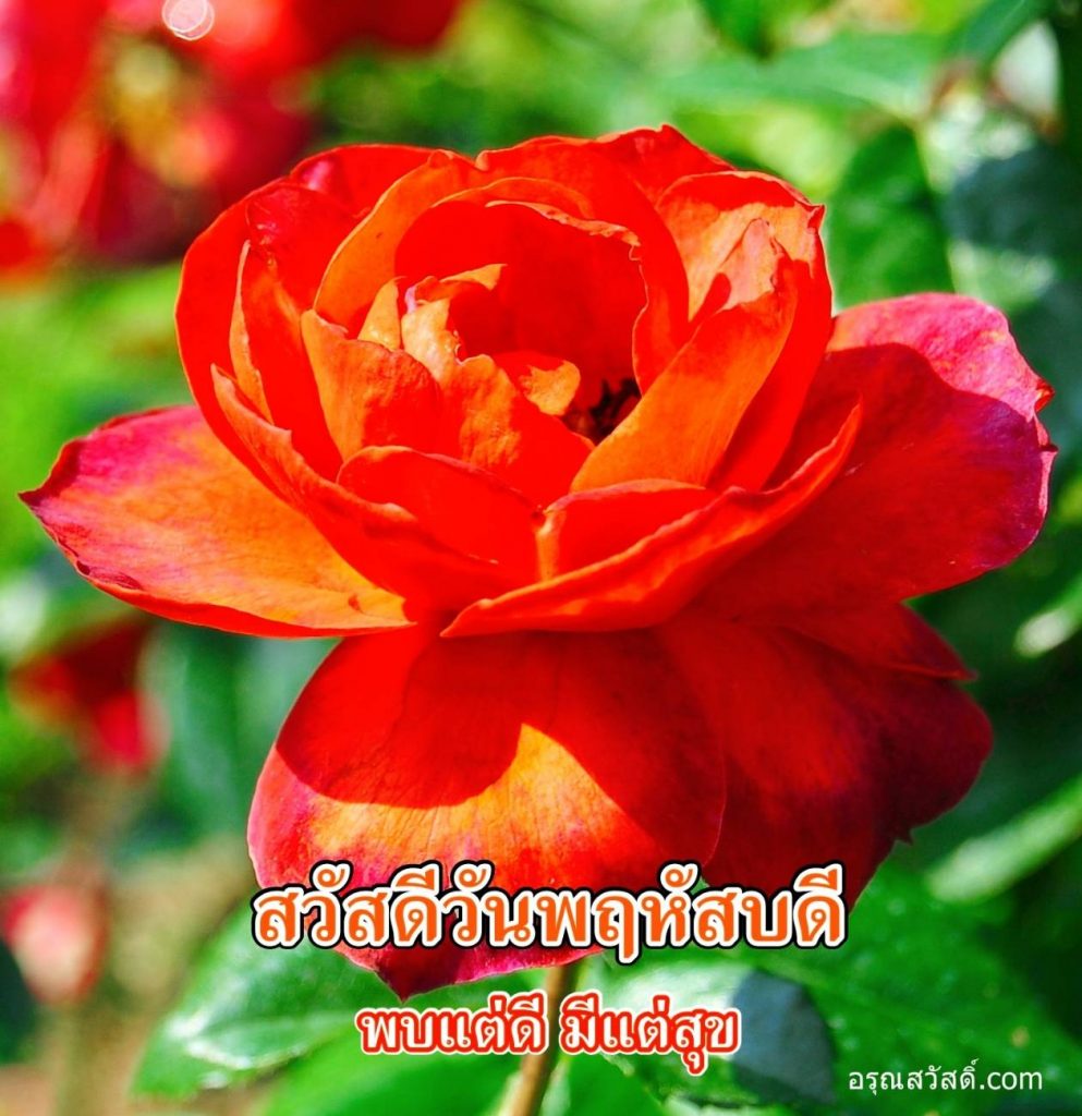 สวัสดีวันพฤหัสบดี