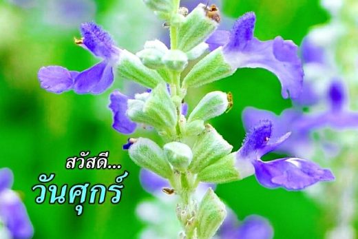 สวัสดีวันศุกร์
