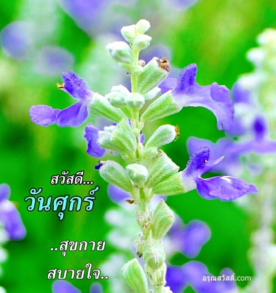 สวัสดีวันศุกร์