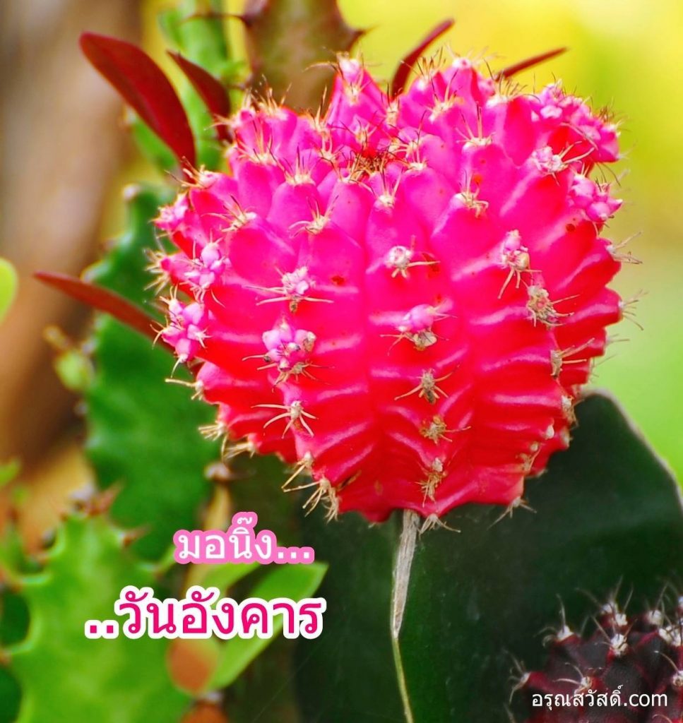 สวัสดีวันอังคาร