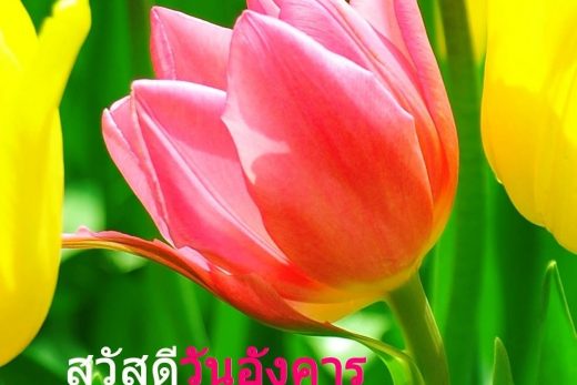สวัสดีวันอังคาร