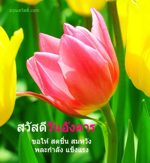 สวัสดีวันอังคาร
