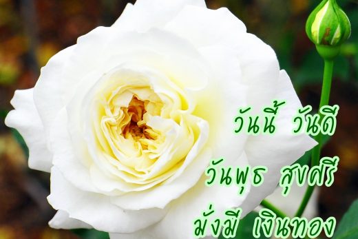 สวัสดีวันพุธ