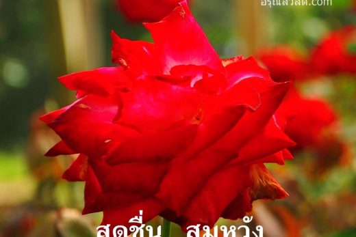 สวัสดีวันทิตย์