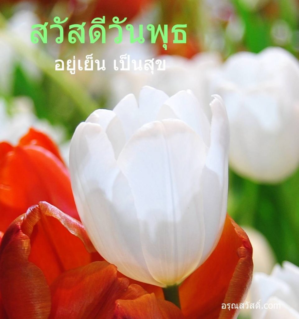 สวัสดีวันพุธ