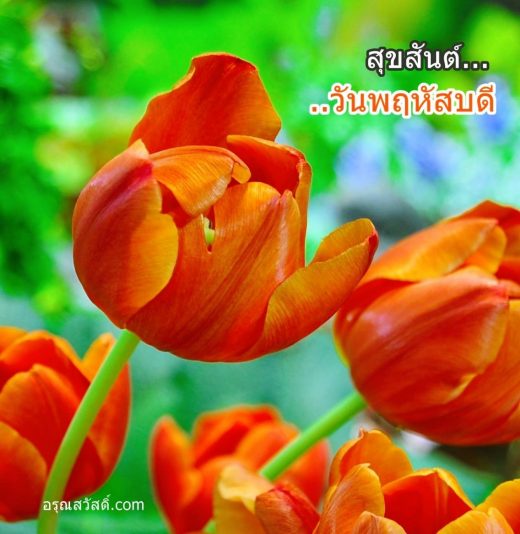 สวัสดีวันพฤหัสบดี