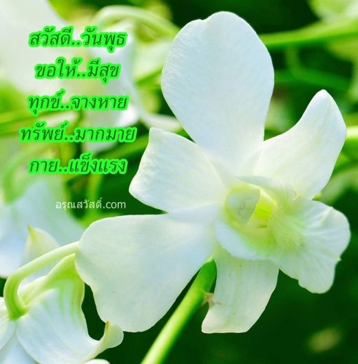 สวัสดีวันพุธ