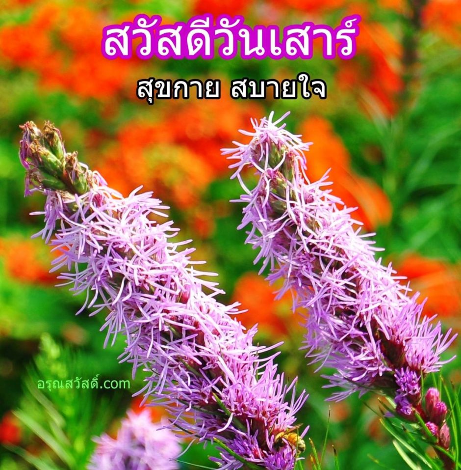 สวัสดีวันเสาร์