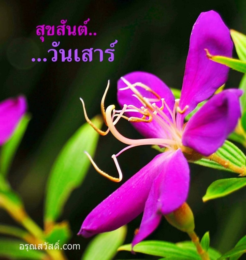 สวัสดีวันเสาร์