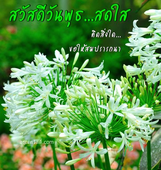 สวัสดีวันพุธ
