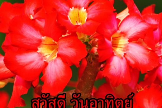 สวัสดีวันทิตย์