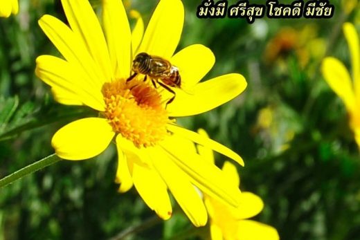 สวัสดีวันจันทร์