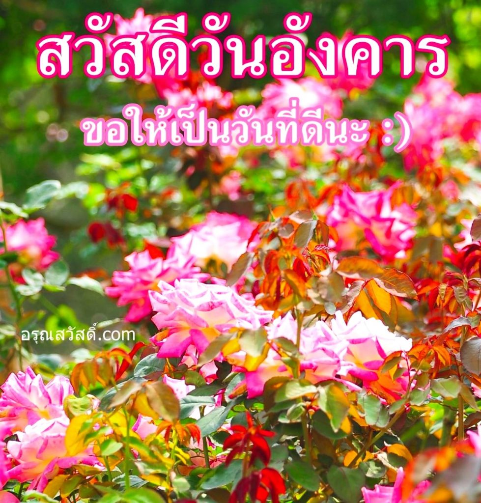 สวัสดีวันอังคาร