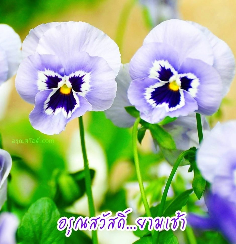 อรุณสวัสดิ์