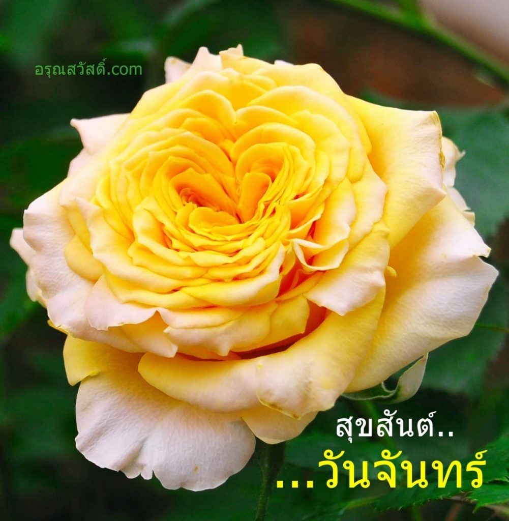 สวัสดีวันจันทร์
