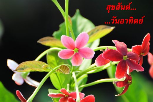 สวัสดีวันทิตย์
