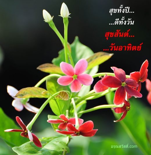 สวัสดีวันทิตย์