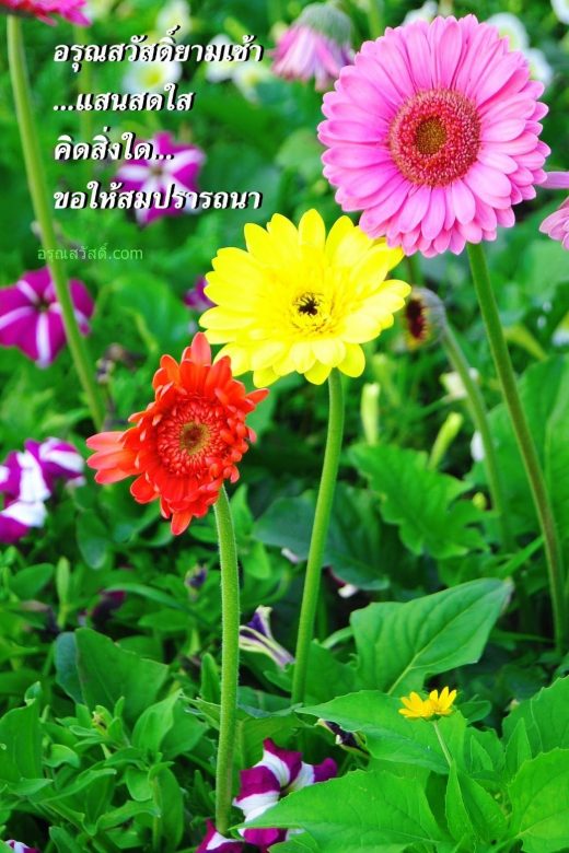 อรุณสวัสดิ์