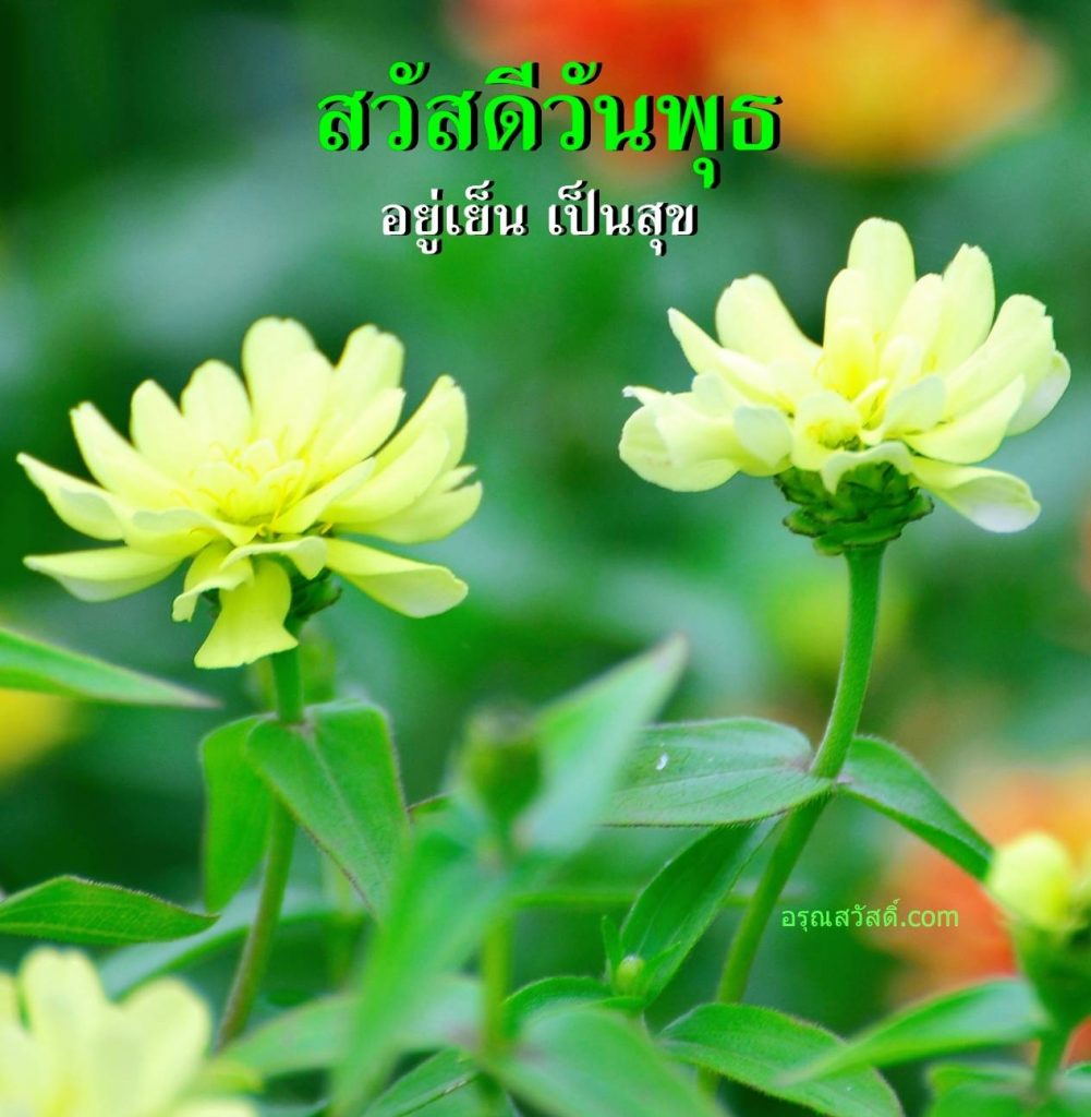สวัสดีวันพุธ