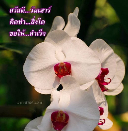 สวัสดีวันเสาร์