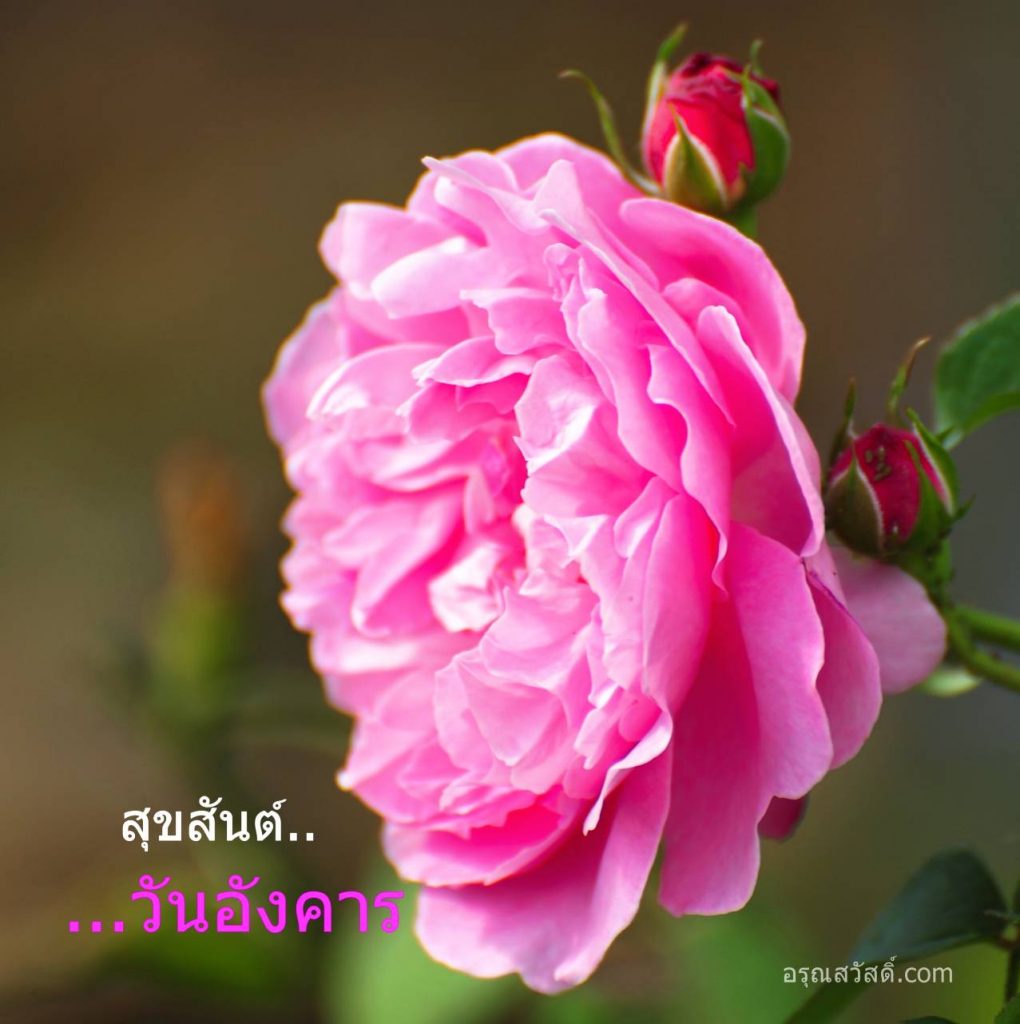 สวัสดีวันอังคาร