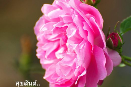 สวัสดีวันอังคาร