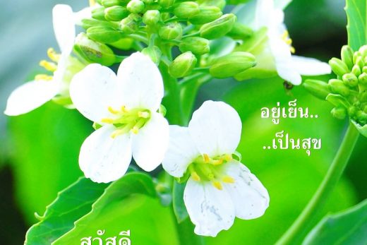 สวัสดีวันพุธ