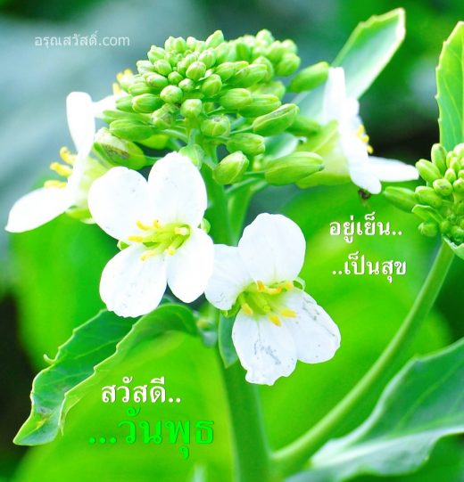 สวัสดีวันพุธ