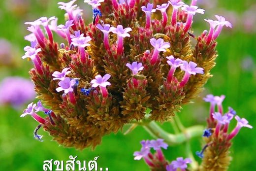 สวัสดีวันเสาร์