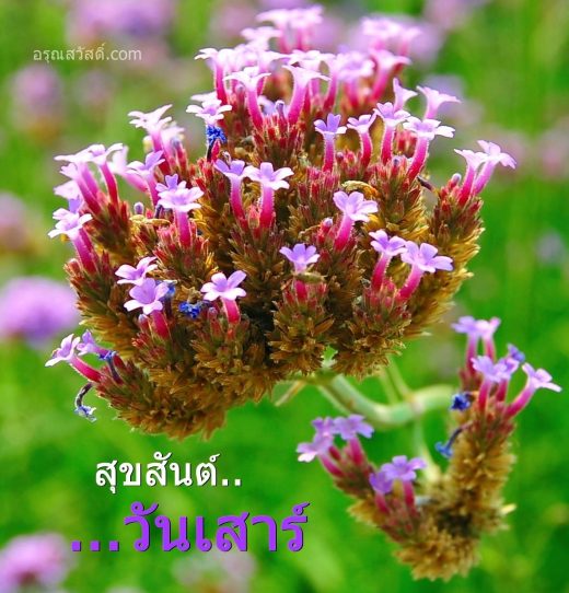 สวัสดีวันเสาร์