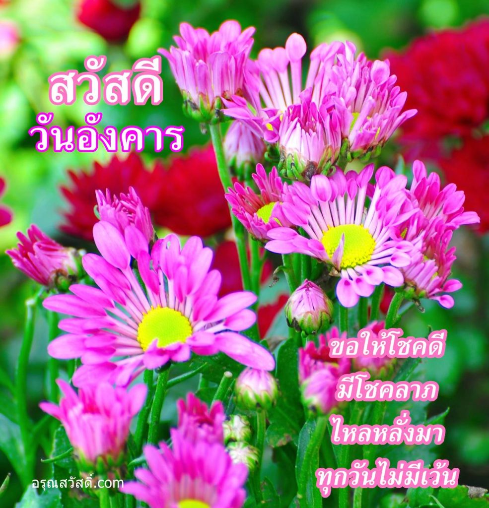 สวัสดีวันอังคาร