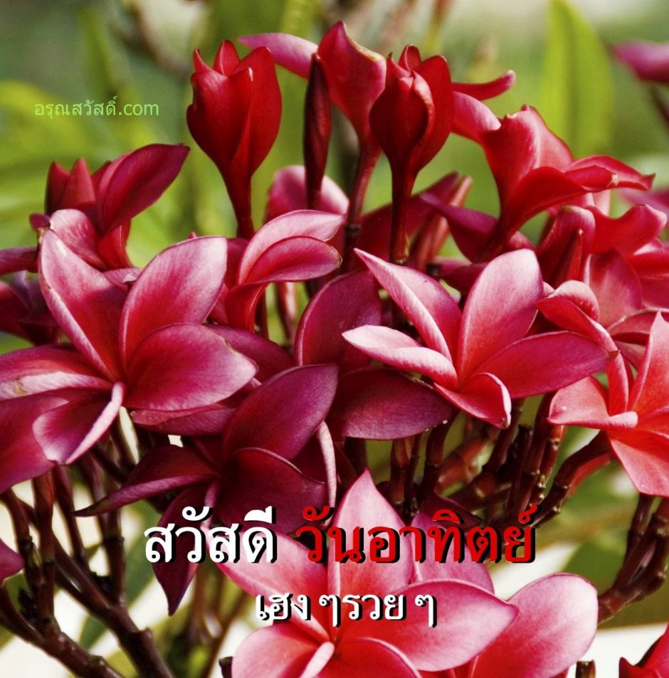 สวัสดีวันทิตย์