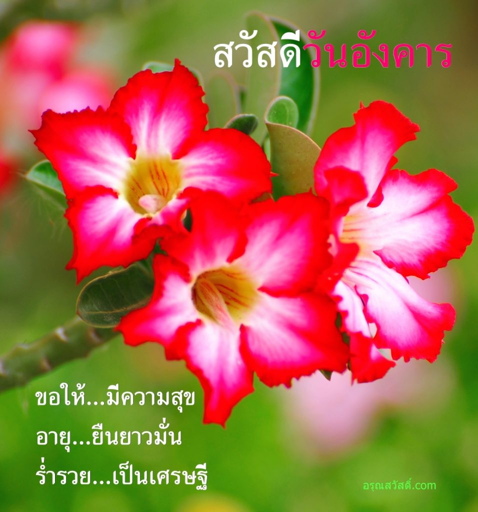 สวัสดีวันอังคาร