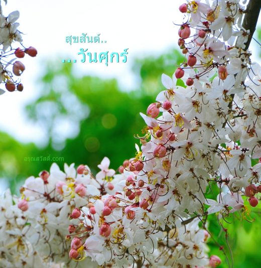 สวัสดีวันศุกร์