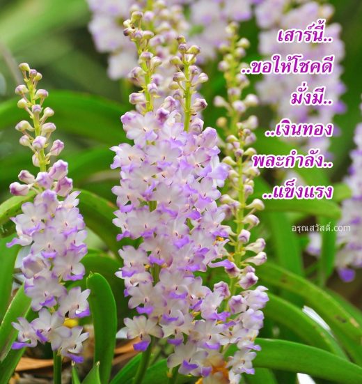 สวัสดีวันเสาร์