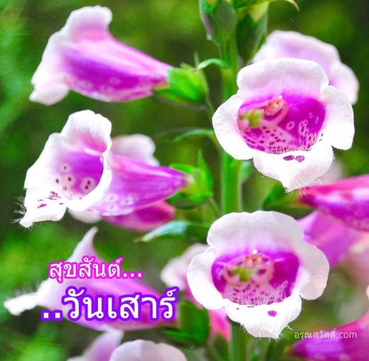 สวัสดีวันเสาร์