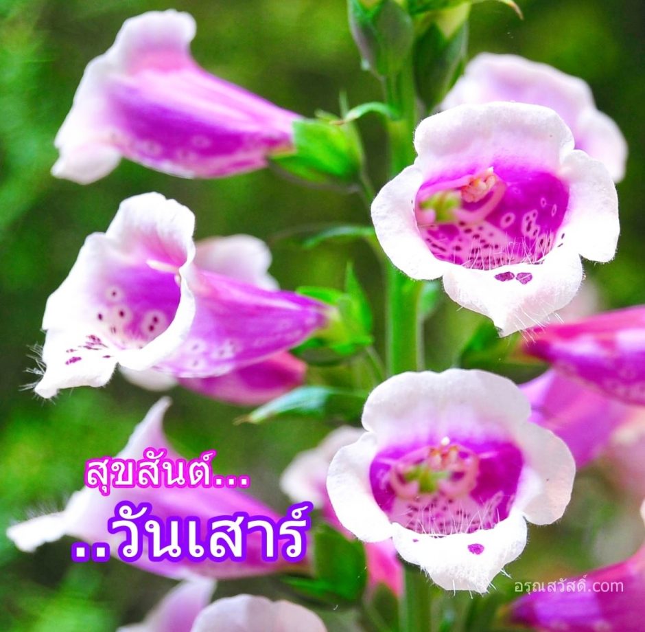 สวัสดีวันเสาร์