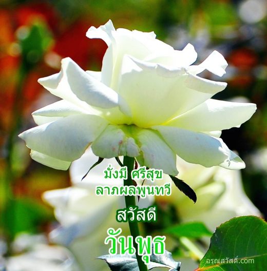 สวัสดีวันพุธ