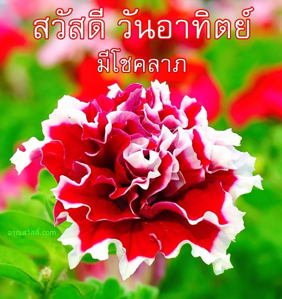 สวัสดีวันทิตย์