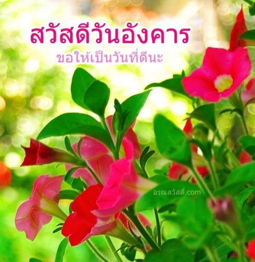 สวัสดีวันอังคาร