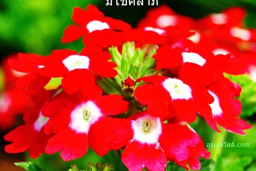สวัสดีวันทิตย์