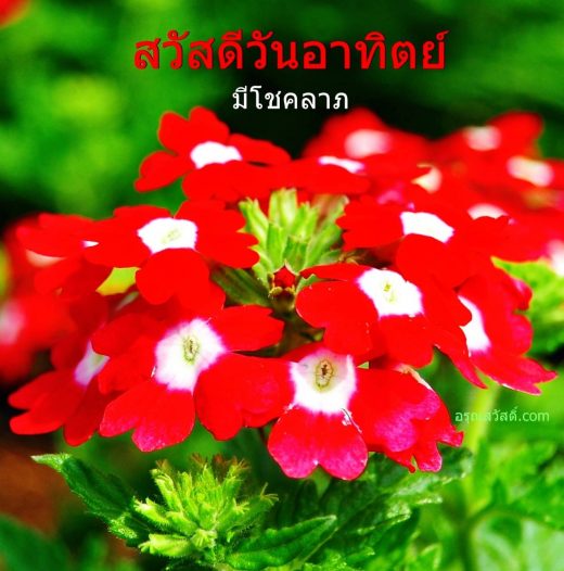 สวัสดีวันทิตย์