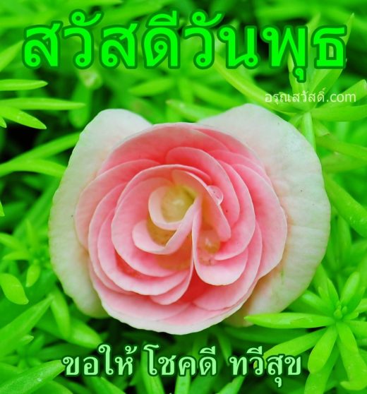 สวัสดีวันพุธ